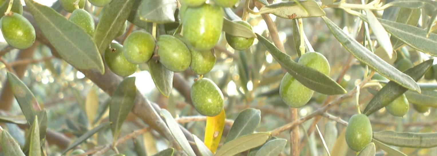 olives at their best
